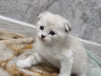Отдам котенка в хорошие руки