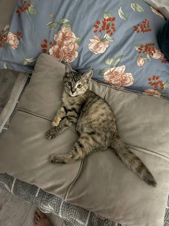Отдам котенка в добрые руки