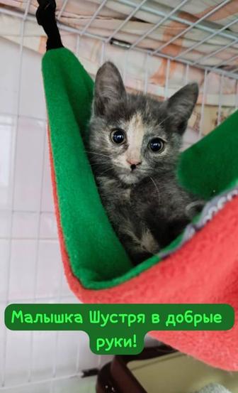 Котенок