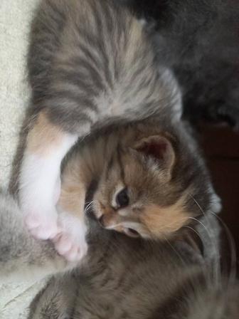 Котята даром ... 1 мес