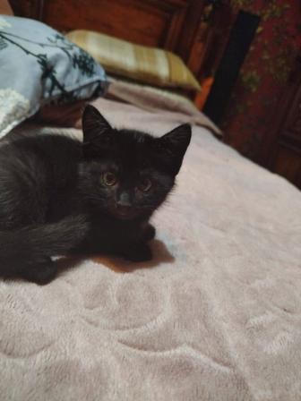 Котята