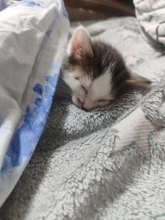 маленький котенок