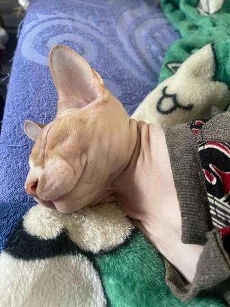 Передержка котов в домашних условиях