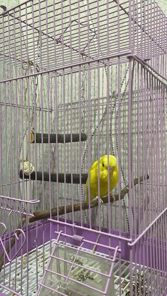 Попугай Коко волнистый молодой