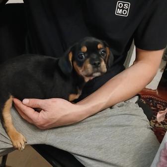 Продам щенка