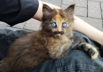 Отдам котенка в добрые руки