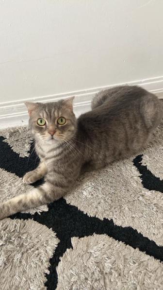 Кошки