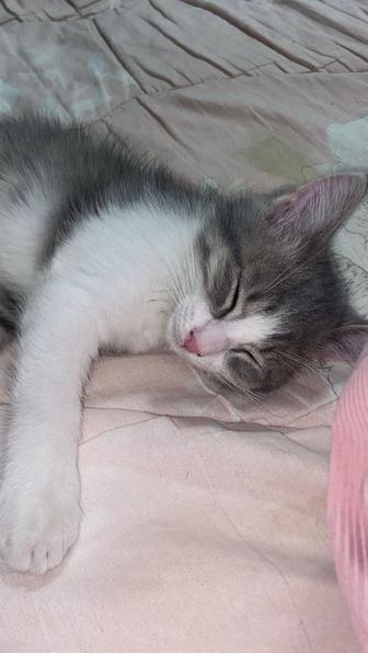 Отдам даром котенка.