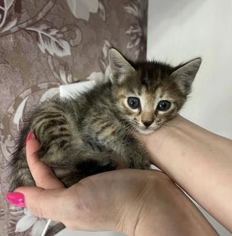 Котенок 1,5 месяца