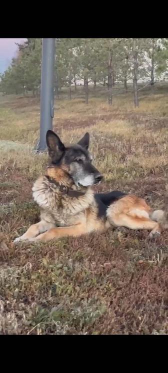 Ищем дом для Германа