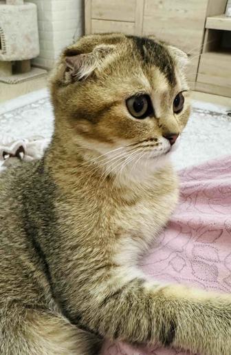 Шотландский вислоухий котик