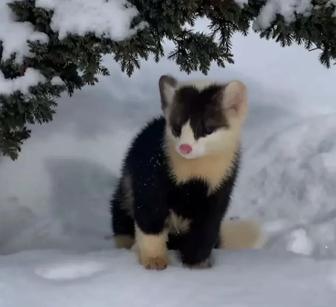 Редкого окраса соболюшка