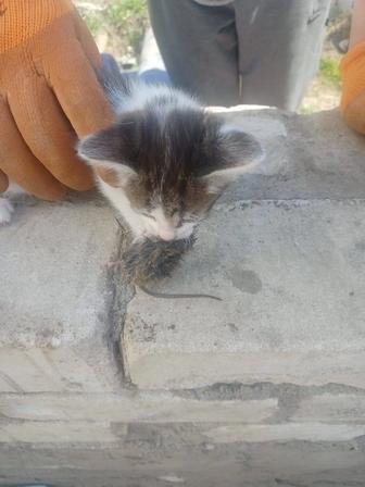 Отдам Даром Котят