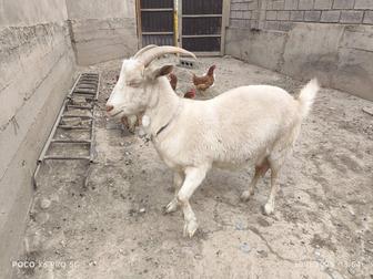 Продается Коза Зааненской
