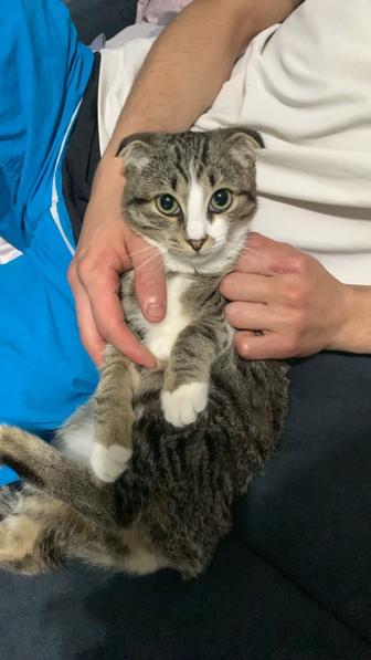 Кошка британский