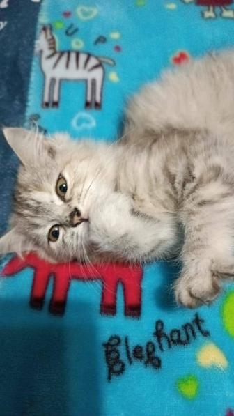 Продаю котят
