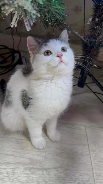 Очень красивый и особенный котенок