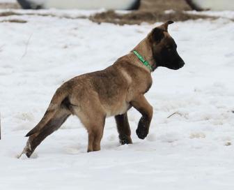 Малинуа щенки с родословной