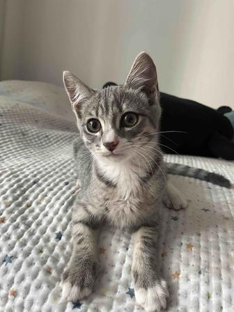 Отдам котенка в добрые руки