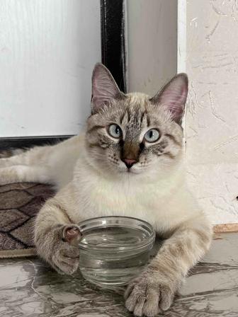 Отдам котенка один годик