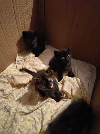 Отдам котят в добрые руки