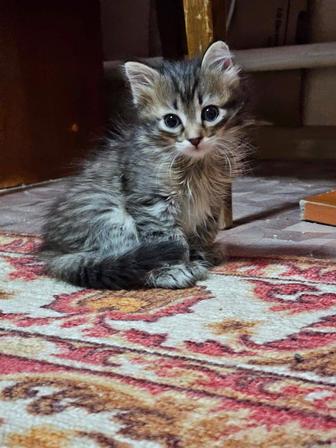 Отдам котят