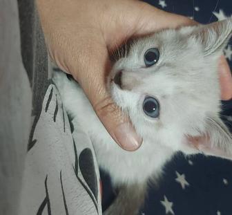 Отдам котят