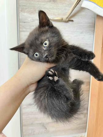 Котяты