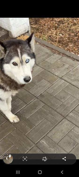 Найдена собака хаски