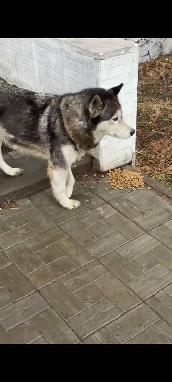 Найдена собака хаски