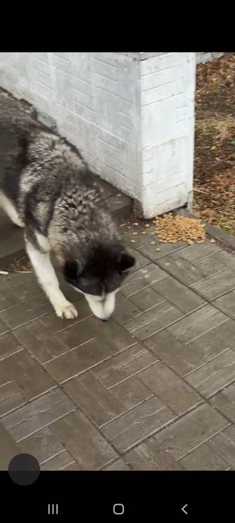 Найдена собака хаски