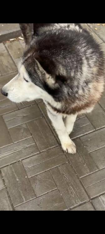 Найдена собака хаски