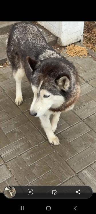 Найдена собака хаски