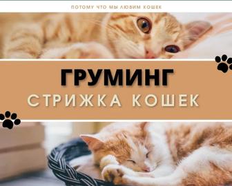 Груминг. Стрижка кошек. Купание. Стрижка когтей.