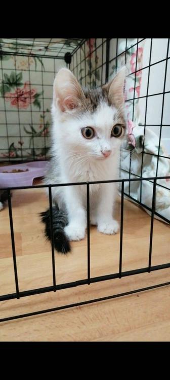 Отдам котенка девочку 2 мес