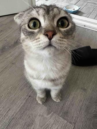 Отдам в добрые руки котенка