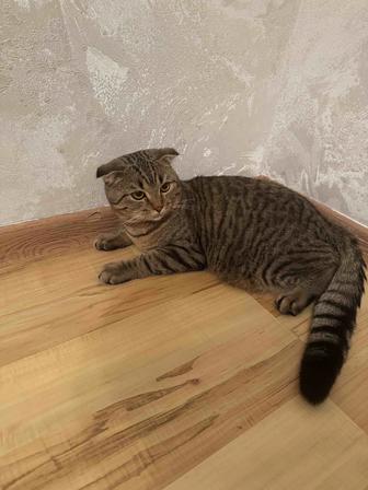 Отдам кота в хорошие руки
