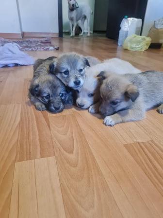 Щенки девочки, дворняжка бесплатно