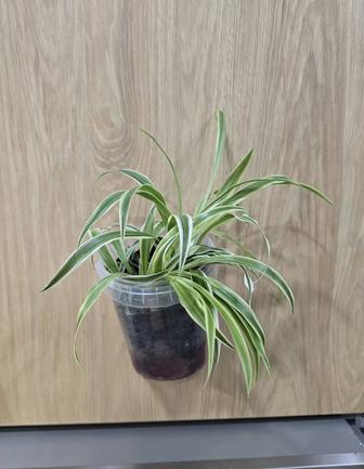 Хлорофитум