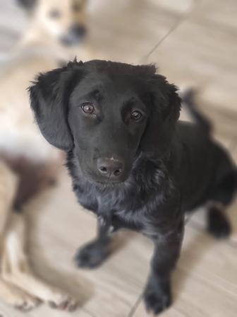 Пристройство