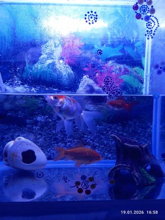 Продам рыбка в месте рыбамы