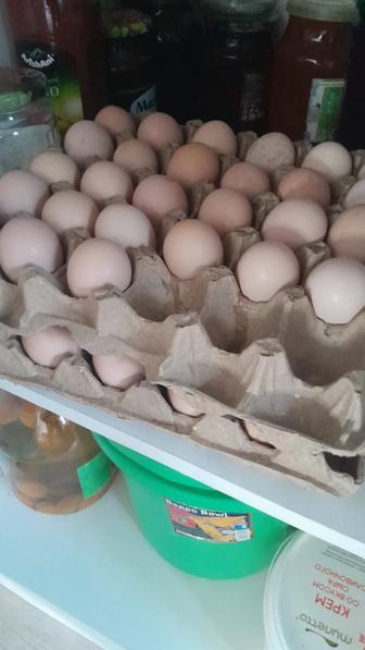 Соберу яйца кучинских кур, 300 тенге