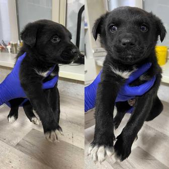 Отдам щенка в добрые руки