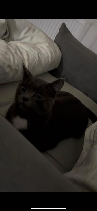 Отдам кота в хорошие руки