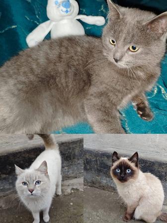 Отдам даром кошек