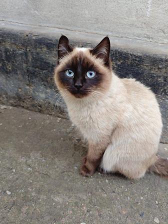 Отдам даром кошку