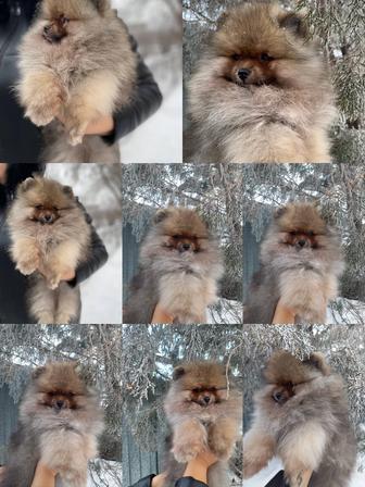 Очаровательные щенки померанского шпица