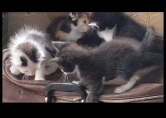 Котят