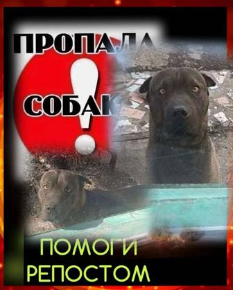 Пропала собака