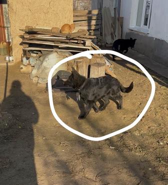 продается немецкая овчарка